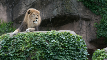Lincoln Park Zoo's Zoo Ball