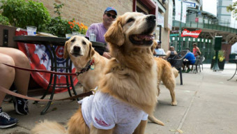 9 Dog-Friendly Restaurants in Chicago: Murphy's Bleachers