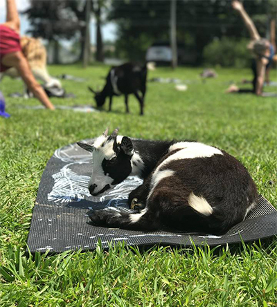yoga trends: goat yoga at Kamins Farm