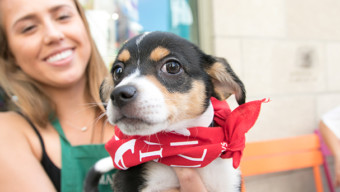 5 Fun Things to Do: PAWS Chicago and Dylan's Candy Bar adoption event
