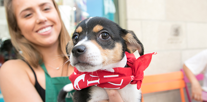 5 Fun Things to Do: PAWS Chicago and Dylan's Candy Bar adoption event