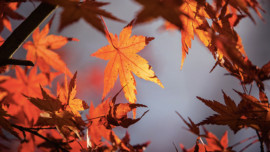 Fall in Chicago: Oktoberfest, Apple Orchards and Pumpkin Patches, Recipes and More