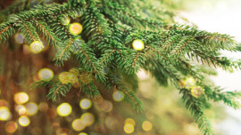 How to Care for a Freshly Cut Christmas Tree