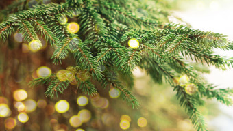 How to Care for a Freshly Cut Christmas Tree