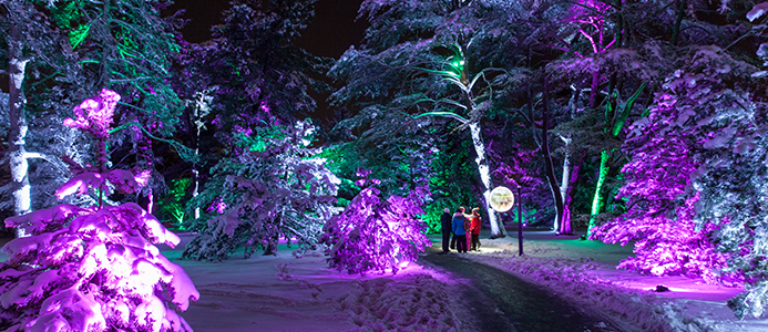 Weekend 101 (Chicago): Illumination: Tree Lights at Morton Arboretum 