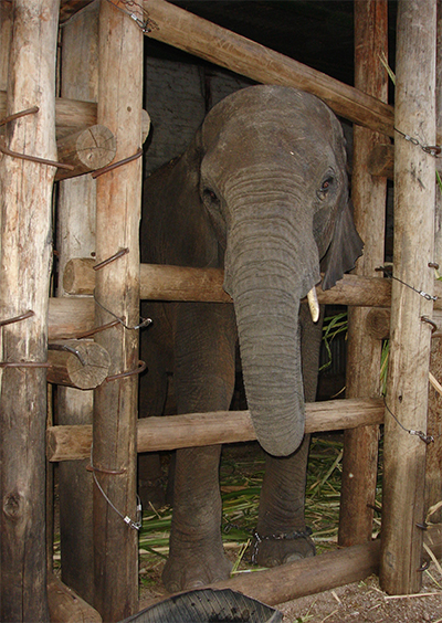 EMS Foundation: elephant