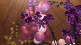 5 Things to Do: Chicago Botanic Garden's Orchid Show