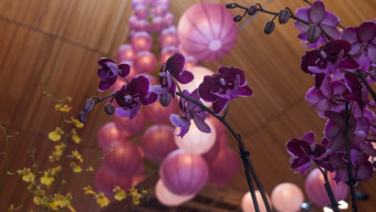 5 Things to Do: Chicago Botanic Garden's Orchid Show