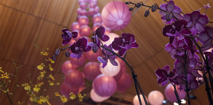 5 Things to Do: Chicago Botanic Garden's Orchid Show