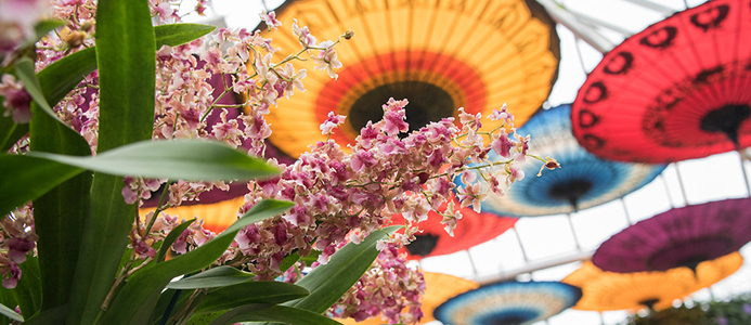 5 Things to Do: Orchid Show 2018