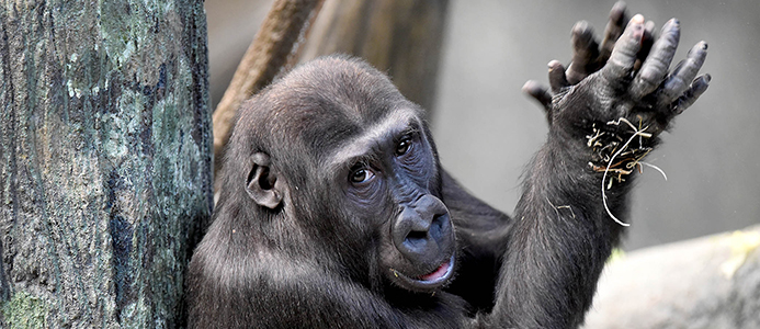 5 Things to Do Around Chicago: Brookfield Zoo's Ape Awareness Weekend