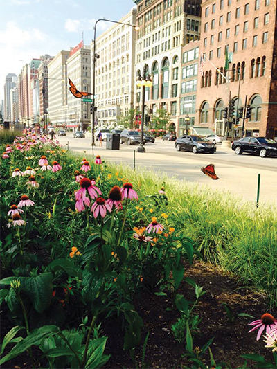 Chicago and the environment: urban monarchs 