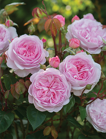 Mother's Day Gift Guide: David Austin Roses