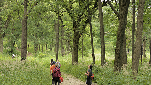 outdoor workouts: Forest Therapy Walks at The Morton Arboretum