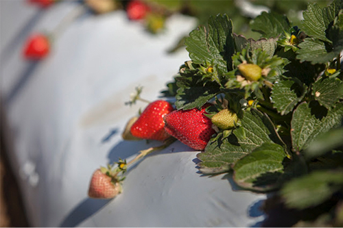 Where to pick strawberries near Chicago