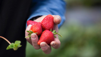 Where to Pick Your Own Strawberries 2 Hours or Less From Chicago