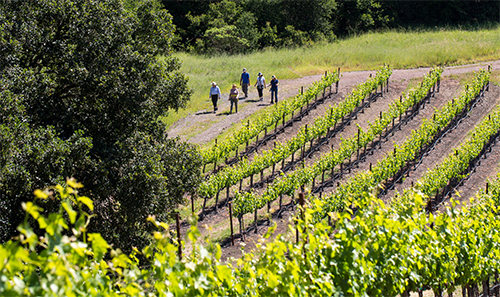 Napa and Sonoma: Jordan Winery