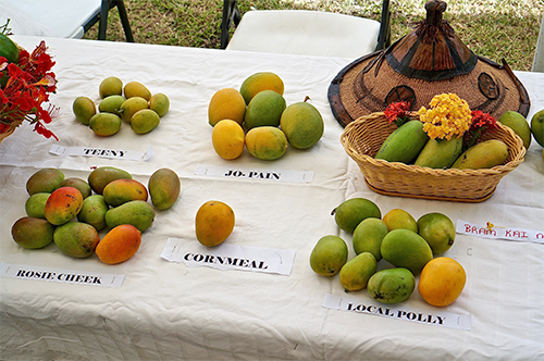Food Festivals: Nevis Mango & Food Festival Mango Tasting