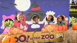 Weekend 101: Oct. 12-14 (Boo! at the Zoo — Brookfield Zoo)