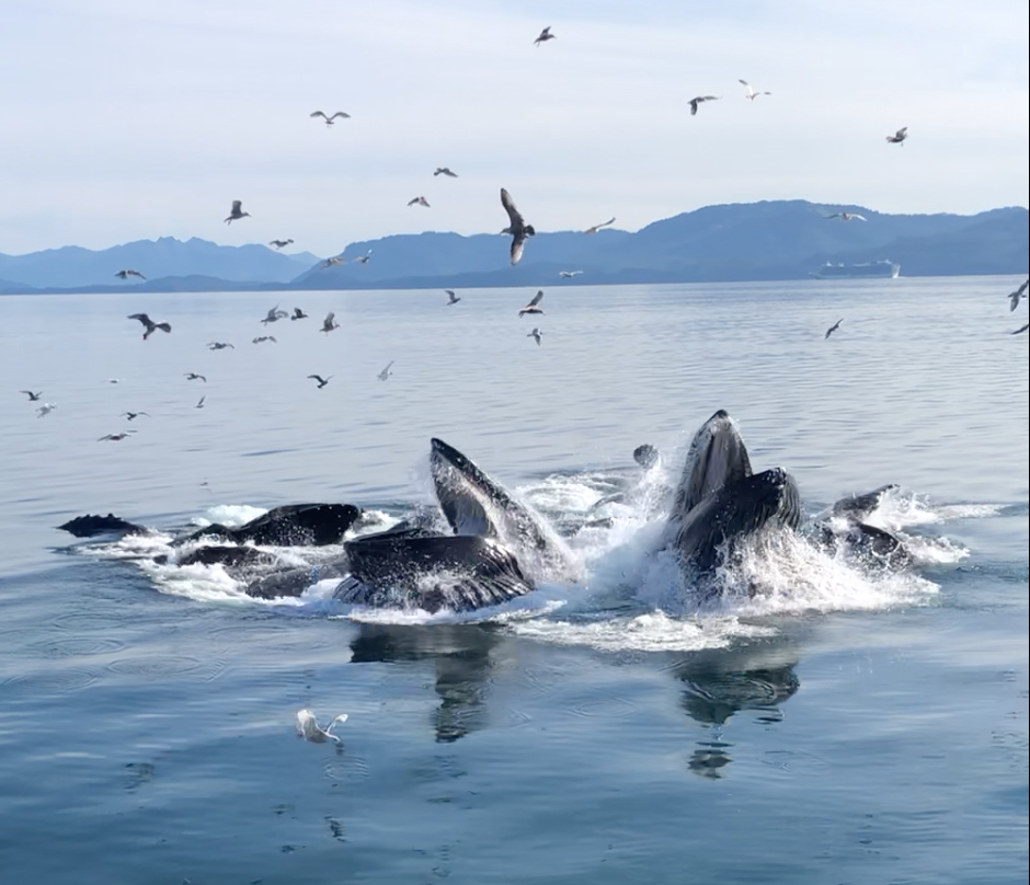 Disney Cruise: Whale watching in Icy Strait