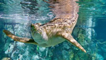 Weekend 101: 7 Things to Do Around Chicago Dec. 7-9 (Shedd Aquarium)