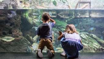 chicago museums: Shedd Aquarium