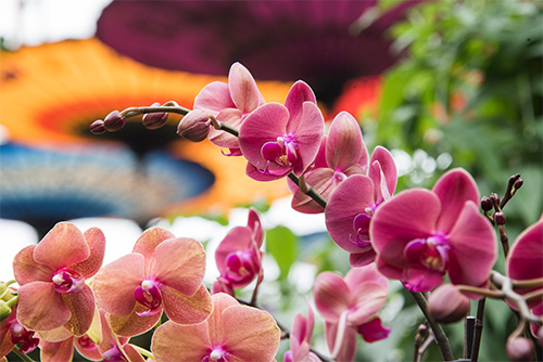 Things to Do in Chicago: The Orchid Show at Chicago Botanic Garden