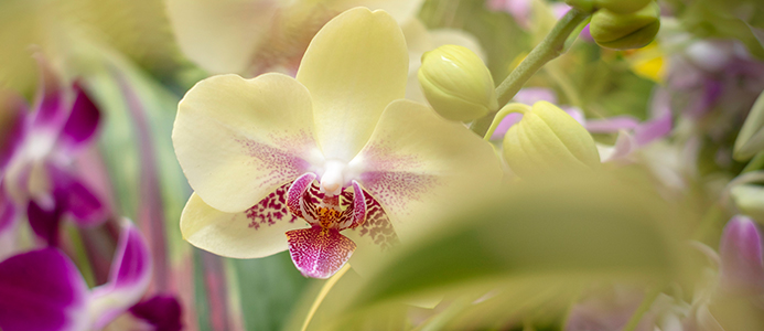 Weekend 101: The Orchid Show at Chicago Botanic Garden