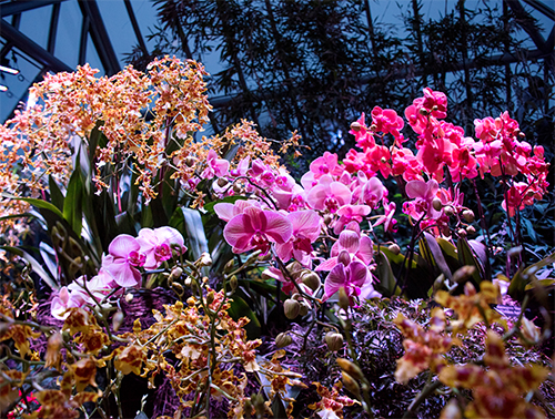 Chicago Events: The Orchid Show and Orchids After Hours at Chicago Botanic Garden