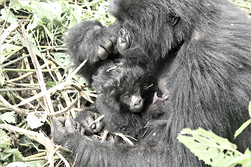 gorilla trekking: mom and child