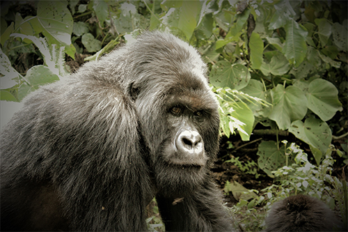 gorilla trekking: silverback
