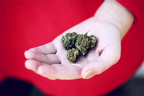 CBD Products: Dried marijuana leaf