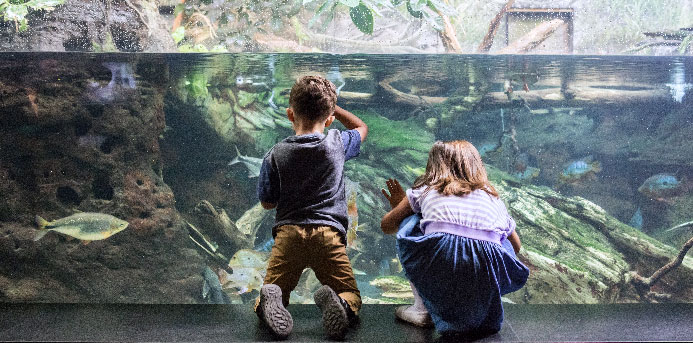 chicago museums: Shedd Aquarium
