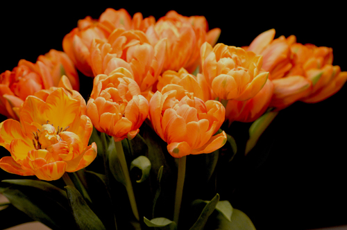 color meaning of flowers: orange