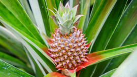 Sugarloaf pineapple at Hole in the Mountain Farm