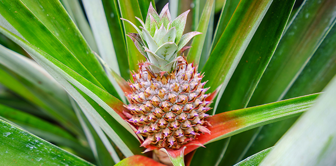 Sugarloaf pineapple at Hole in the Mountain Farm