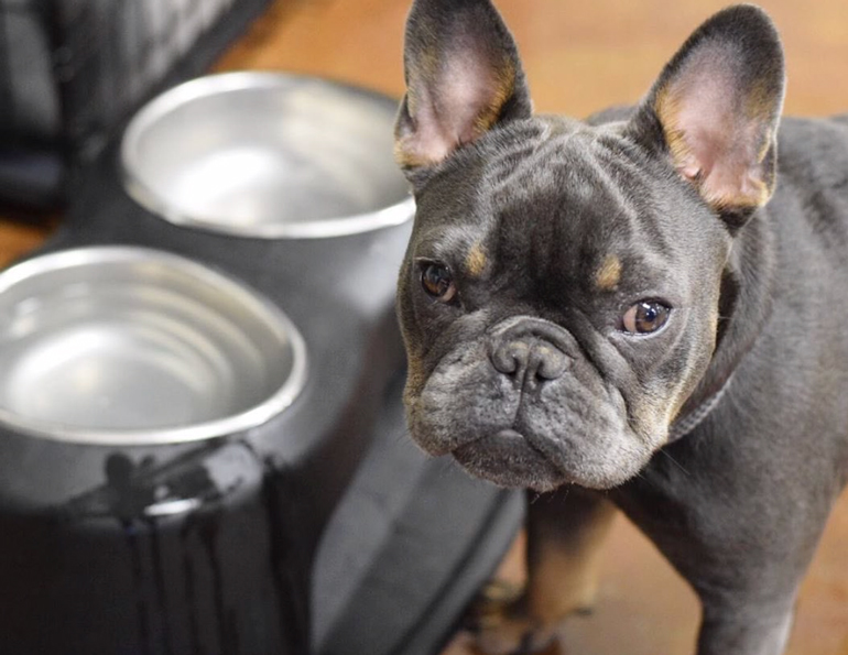 Dog Products: PetComfort by WeatherTech Customizable Feeding System