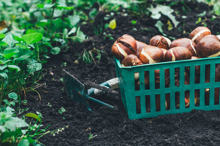 Best Time to Plant Bulbs