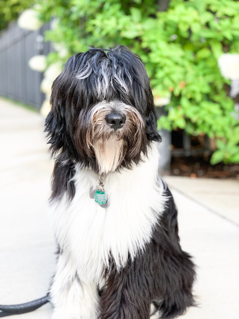 Watson Belvedere, Better Chicago's September Dog of the Month