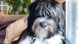 Better Chicago’s September Dog of the Month: Watson Belvedere