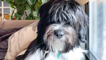 Better Chicago’s September Dog of the Month: Watson Belvedere