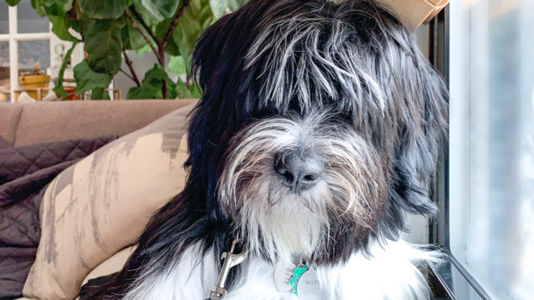 Better Chicago’s September Dog of the Month: Watson Belvedere