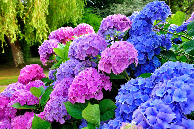 Fall Is the Best Time to Plant: Hydrangeas