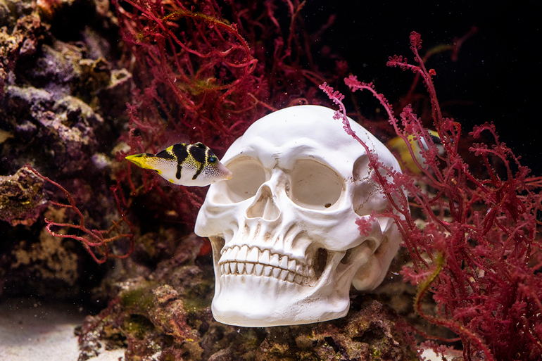 Shedd Aquarium Asleep With the Fishes: Spooky Seas