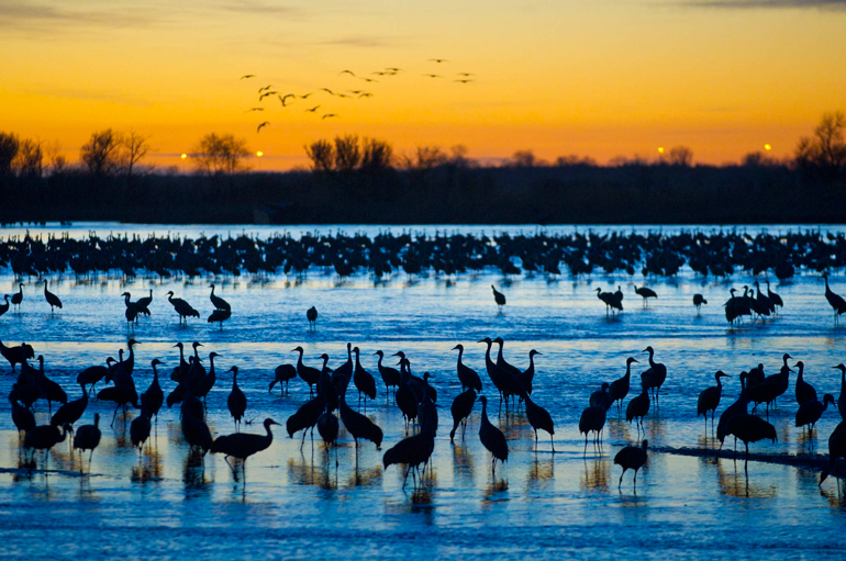 Vacation Ideas — Sandhill cranes in Nebraska