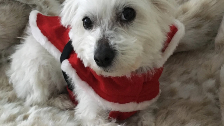 Better Chicago’s December Dog of the Month: Meli