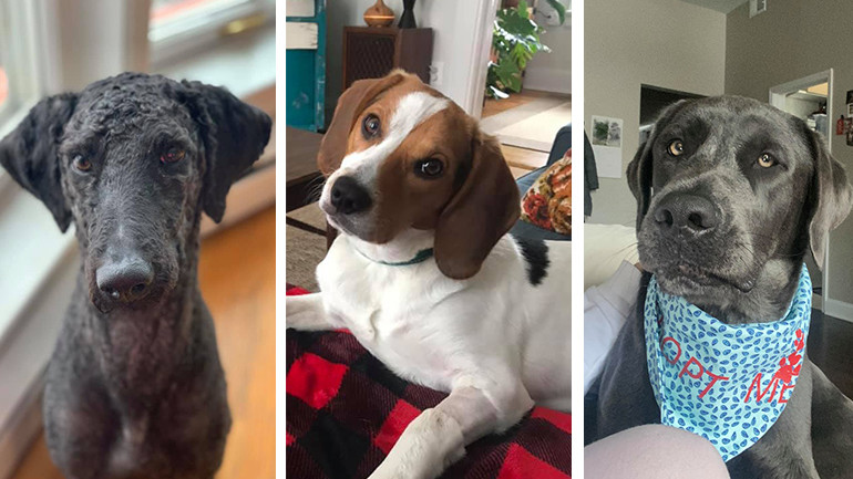 january dog of the month better chicago one tail at a time