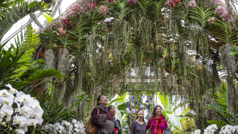Chicago Botanic Garden Orchid Show