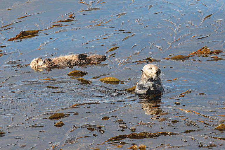 Otters Monterey