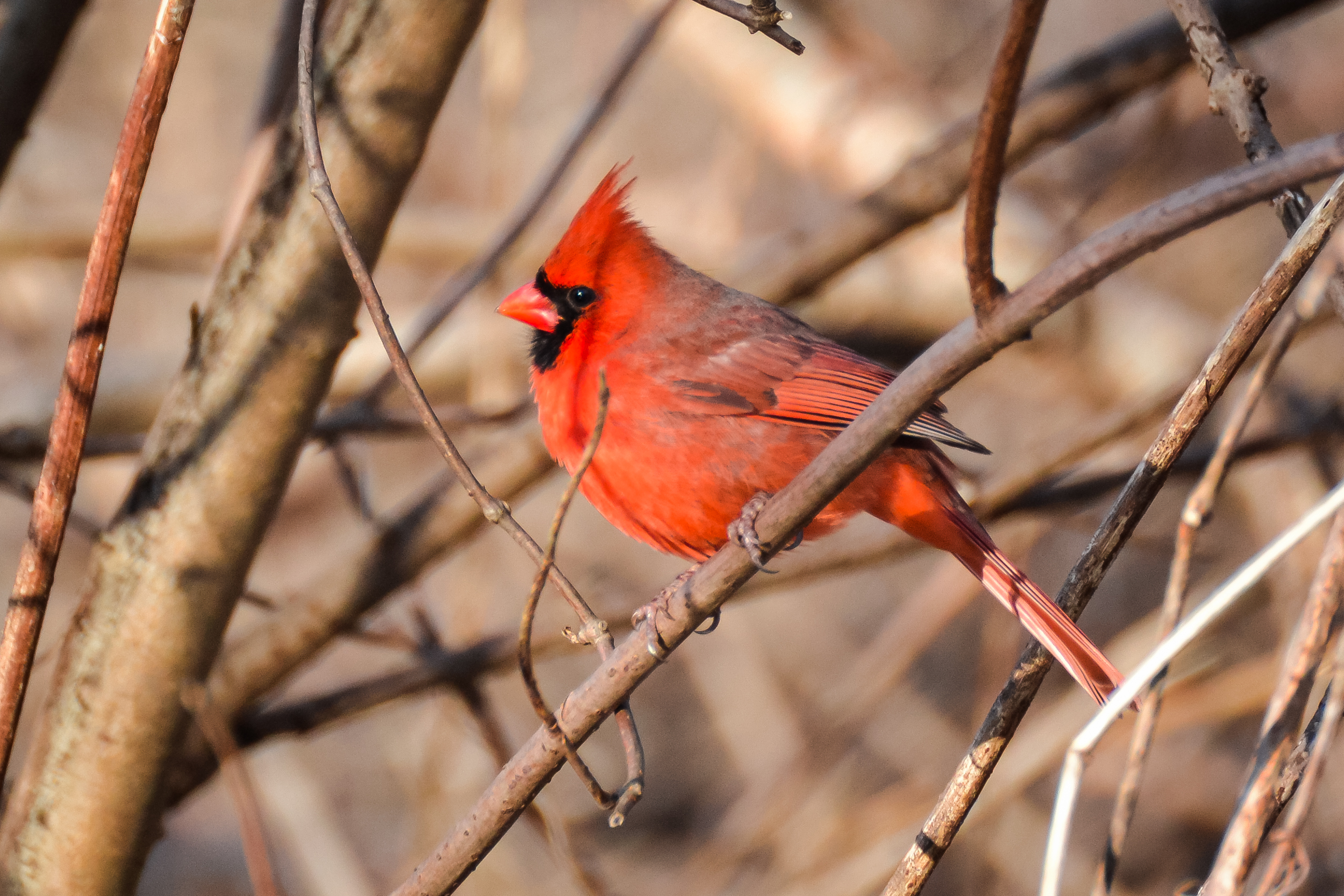5 Birds to Look For in Chicago Now Get to Know Your Backyard Visitors